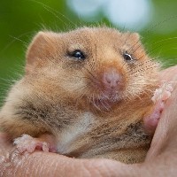 Tiny bridge to be built for endangered dormice image