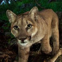 Work set to start on record-breaking wildlife bridge logo 